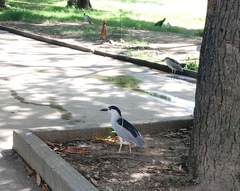 Nycticorax nycticorax