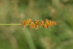 Carex annectens