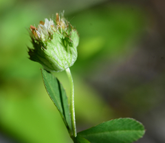 Trifolium cyathiferum