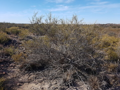 Prosopidastrum dehiscens