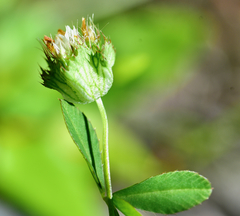 Trifolium cyathiferum
