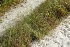 Andropogon longiberbis