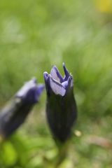 Gentiana acaulis