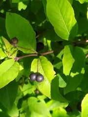Lonicera nigra