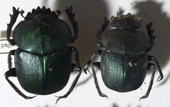 Scarabaeus paganus