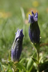 Gentiana acaulis