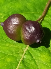 Lonicera nigra