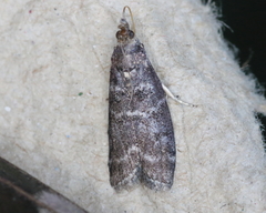 Ortholepis pasadamia