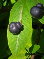 Lonicera nigra