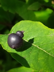 Lonicera nigra