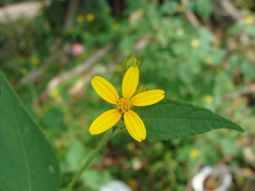 Image of Baltimora recta by (c) Alexis López Hernández, some rights reserved (CC BY)