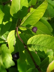 Lonicera nigra