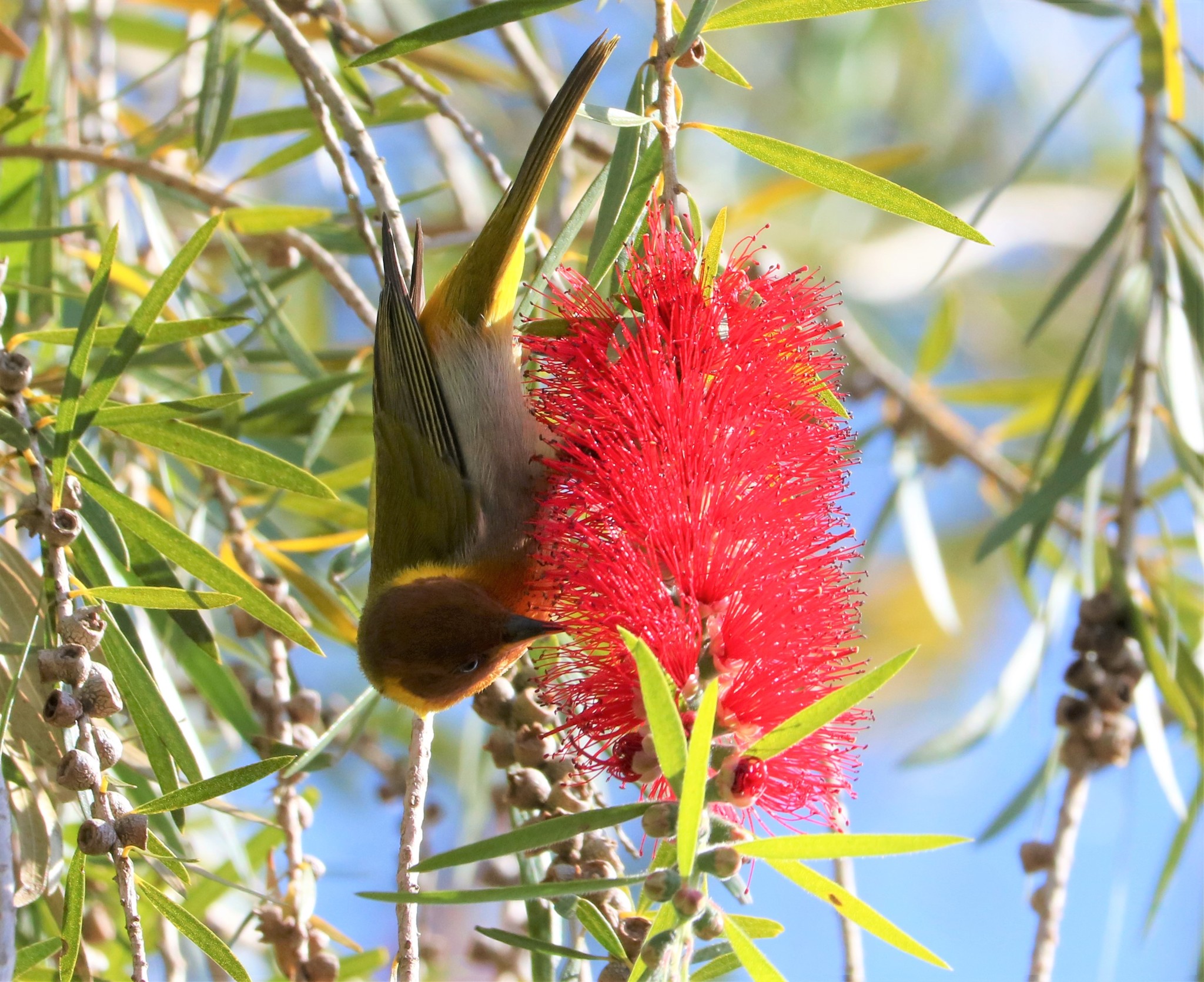 Melaleuca viminalis