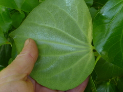 Piper excelsum psittacorum