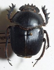 Scarabaeus gangeticus