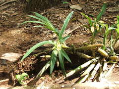 Galeandra