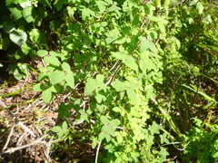 Tropaeolum pentaphyllum