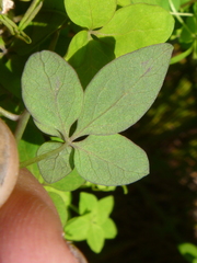 Tropaeolum pentaphyllum