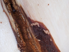 Dendroctonus rufipennis