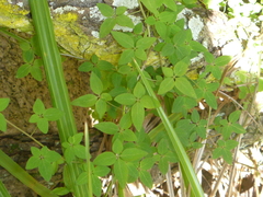 Tropaeolum pentaphyllum