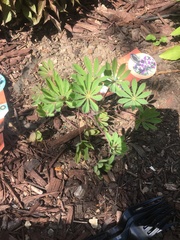Lupinus perennis