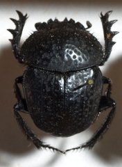 Scarabaeus cicatricosus