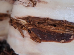 Dendroctonus rufipennis
