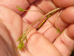 Tropaeolum pentaphyllum