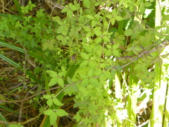 Tropaeolum pentaphyllum