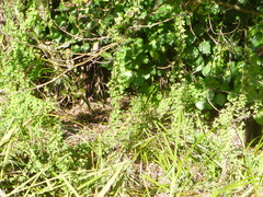 Tropaeolum pentaphyllum