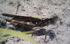 Chortophaga australior