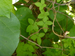 Tropaeolum pentaphyllum