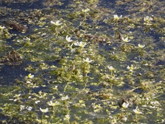 Ranunculus aquatilis