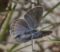 Plebejus samuelis