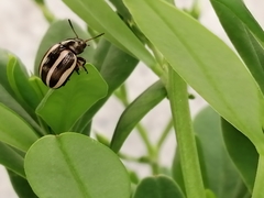 Leptinotarsa tlascalana