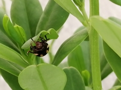 Leptinotarsa tlascalana