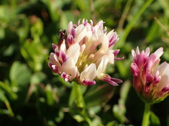 Trifolium variegatum
