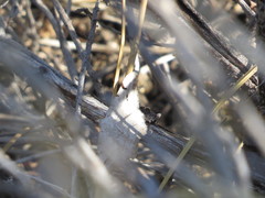 Digrammia ubiquitata