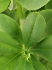 Leptinotarsa tlascalana