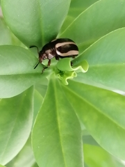 Leptinotarsa tlascalana