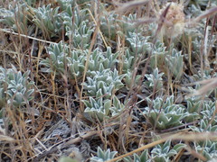 Antennaria rosea