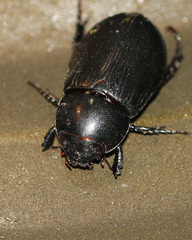 Dyscinetus morator