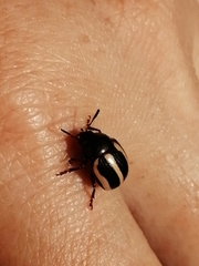 Leptinotarsa tlascalana