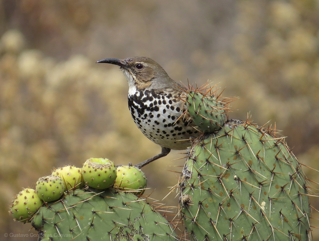 Ocellated Thrasher photo