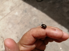 Leptinotarsa tlascalana