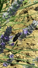 Megachile parietina