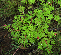 Portulaca amilis image