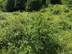 Berberis vulgaris