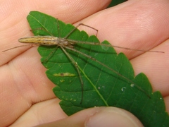 Tetragnatha straminea