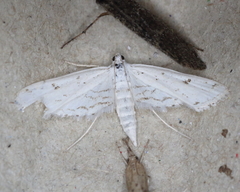 Parapoynx allionealis